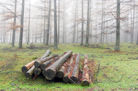 heap of firewood on foggy forest