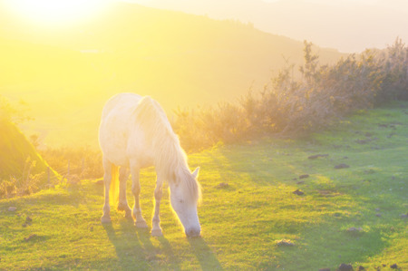 horse at sunset with sun beamsの写真素材