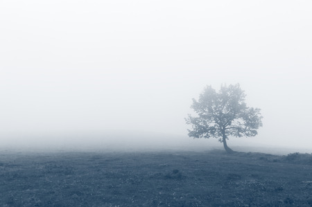 solitary tree with fog and filter effectの写真素材