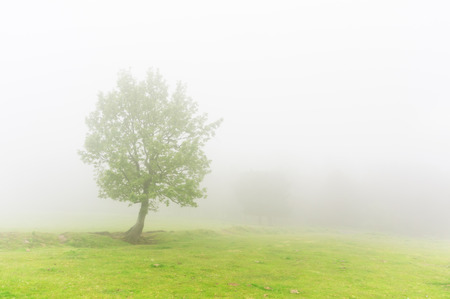 lonely tree on spring with beautiful light and fogの写真素材