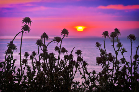 plants silhouettes at sunset near the seaの写真素材