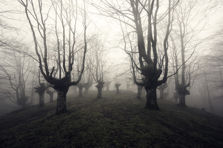 scary forest in black and whiteの写真素材