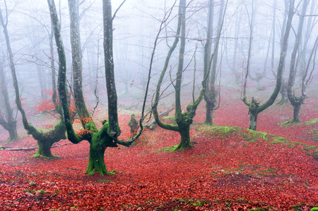 spooky forest with creepy treesの写真素材