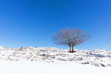 winter landscape with lonely treeの写真素材