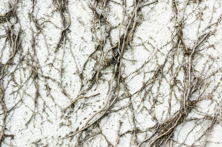 creeper plant texture on white wall