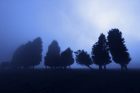 scary forest at the nightの写真素材