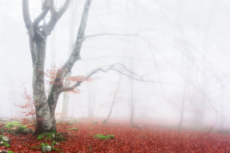 fantasy forest with fog and beautiful lightの写真素材