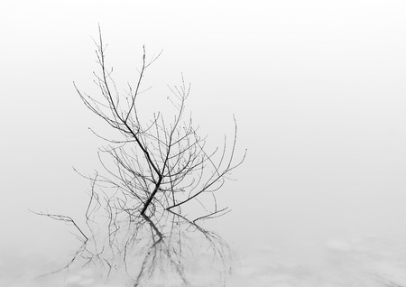 plant in lake with reflection. Black and whiteの写真素材
