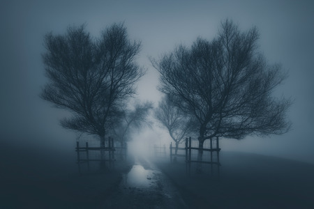 dark scary landscape with path surrounding by trees and fogの写真素材