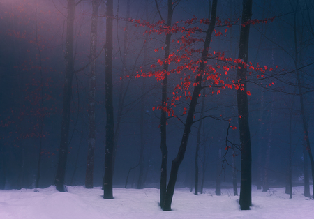 forest in winterの写真素材