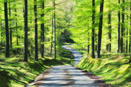 road in the forest at the springの写真素材