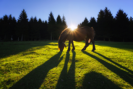 horse grazing grass with backlightの写真素材