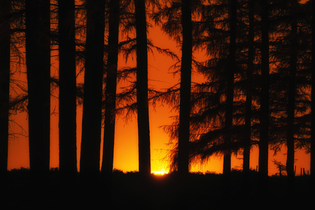 forest with a golden sunsetの写真素材