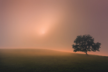 lonely tree with a dreamy lightの写真素材
