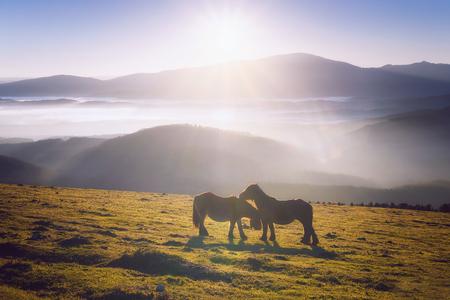 two horses in the mountain caressingの写真素材