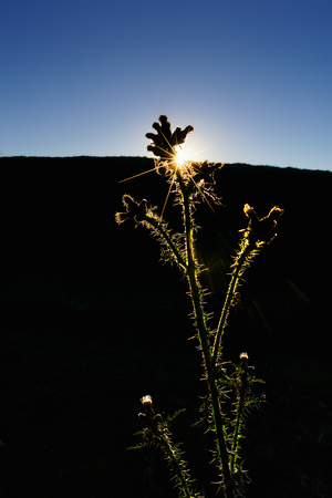 plant with backlight at the sunsetの写真素材