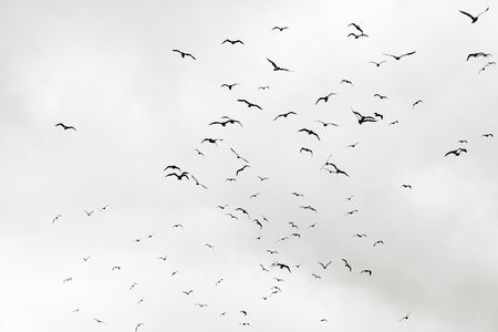 flock of seagulls in black and whiteの写真素材