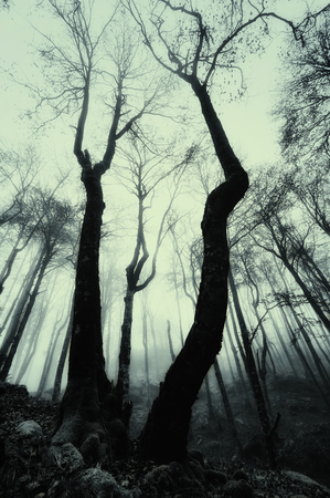 scary misty forest with monochrome toneの写真素材