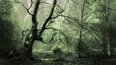 spooky forest sceneryの写真素材