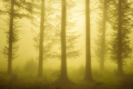 sunlight in the foggy forestの写真素材
