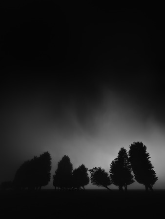 dark and mysterious forest at the night