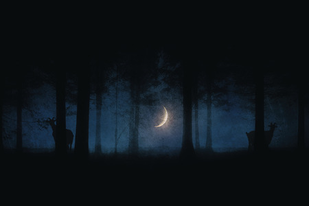 scary forest at night with moon and goatsの写真素材