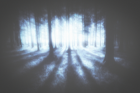 mysterious moody forestの写真素材