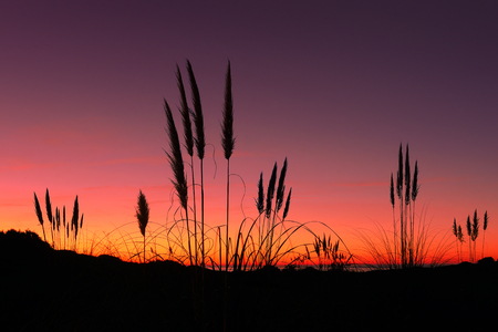 pampas grass at the sunsetの写真素材