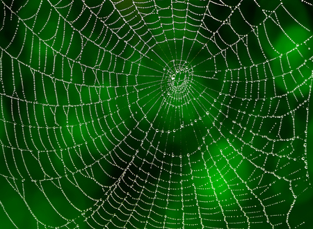 web spider with water drops in the nature