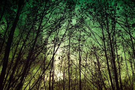 vintage mysterious forest with tree branchesの写真素材