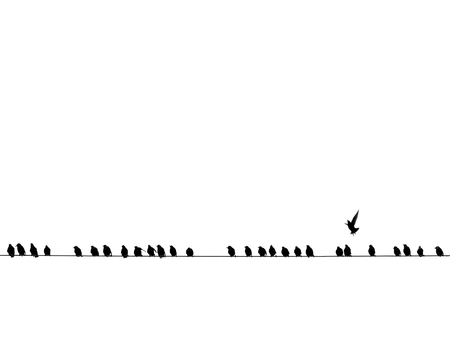 Background of black birds on a wire isolated on whiteの写真素材