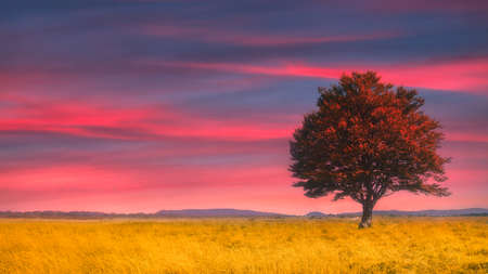 lonely tree at sunset on wheat fieldの写真素材