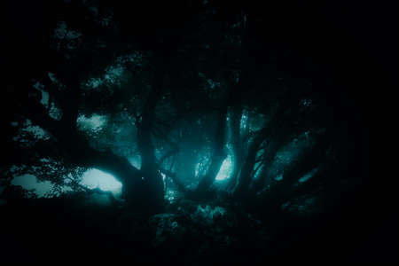dark forest with scary treesの写真素材