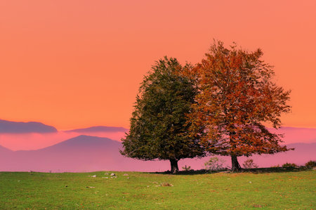 two lonely trees at sunset in autumn at sunset
