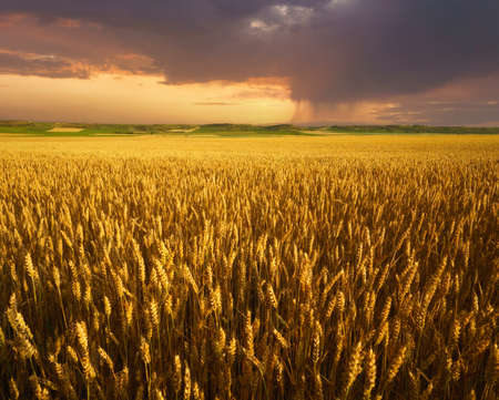 landscape background of field of wheat at sunsetの写真素材