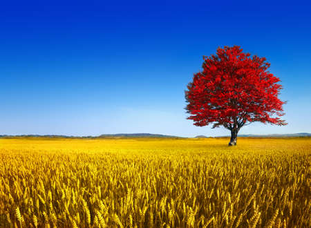 Amazing landscape of lonely tree in autumn with vivid colorsの写真素材