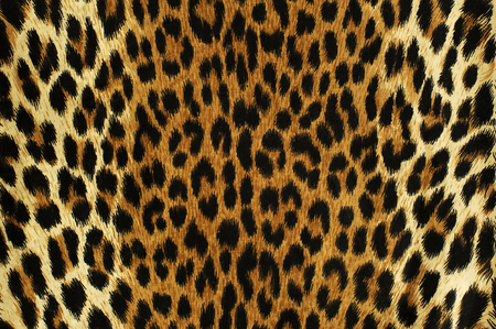 Close up black spots of a leopard の写真素材