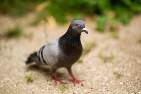 Portrait of a gray pigeon walking outsideの写真素材