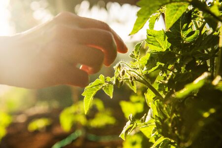 Close up woman hand touching tomato plant  growing in sunny garden