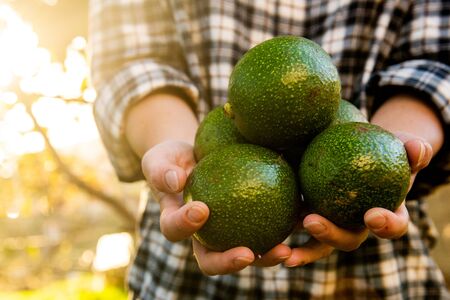 Female hands holding avocado in hands with sunny background 