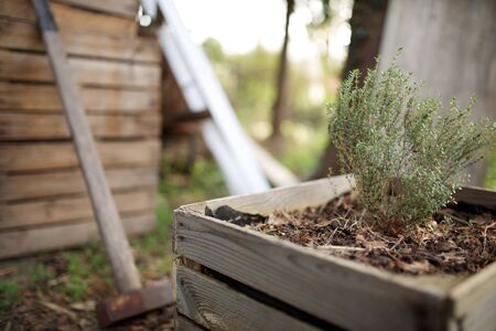 Close up thyme growing in organic wooden container