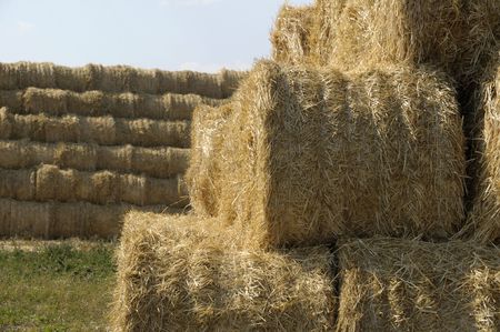 Straw sheaves in front of great straw stack