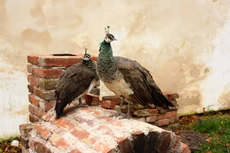 Two peacocks female standing on old wallの写真素材