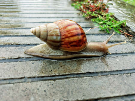 snails walk slowly on the roadの写真素材