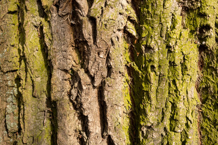 Ripe bark of weeping willow.