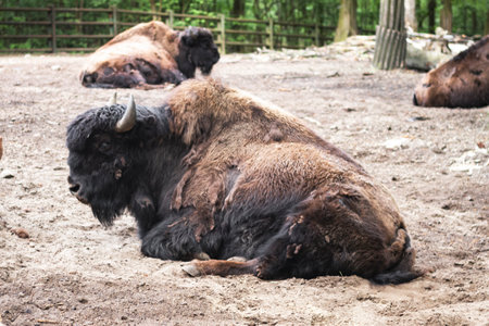 Forest bison lying and resting.