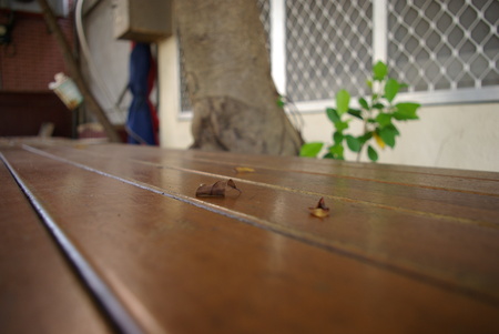 penghuの写真素材