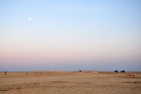 Desertの写真素材