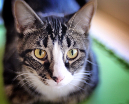 Tabby cat