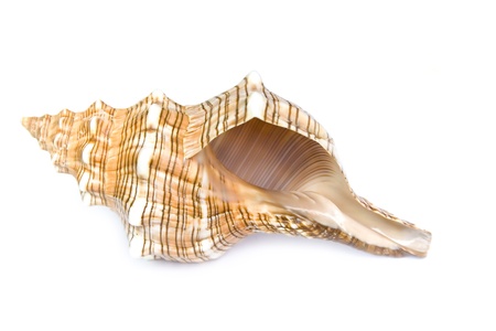 seashell